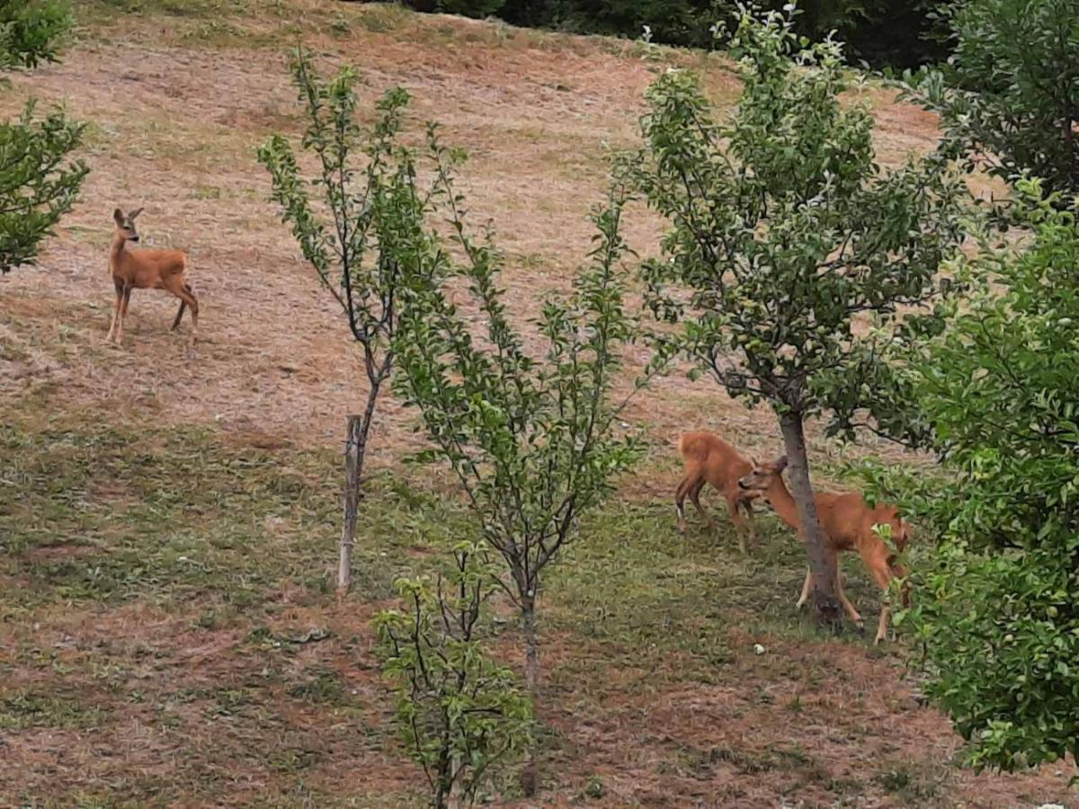 Guesthouse Loncar Plitvicka Jezera Bagian luar foto